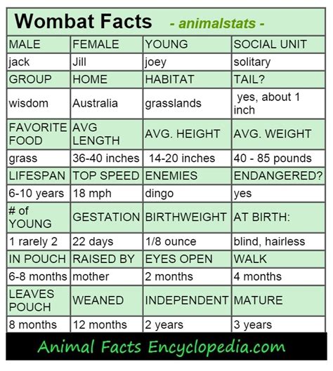 Wombat Facts - Animal Facts Encyclopedia