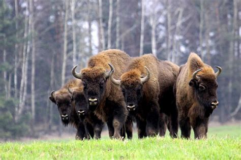 Bialowieza: el refugio del bisonte europeo | Portal Inmobiliario