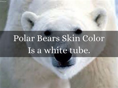 Polar Bear Skin Color - Effy Moom