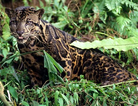 Himalayan Bamboo: New species of leopard with largest fangs in cat ...