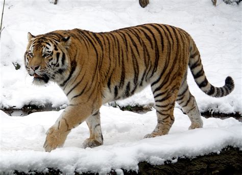 Siberian tiger - Simple English Wikipedia, the free encyclopedia