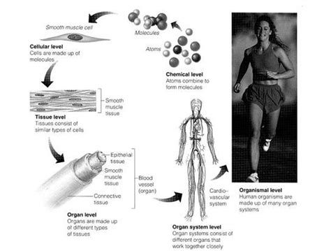 1: Levels of structural organization of the body (Source: Elaine ...