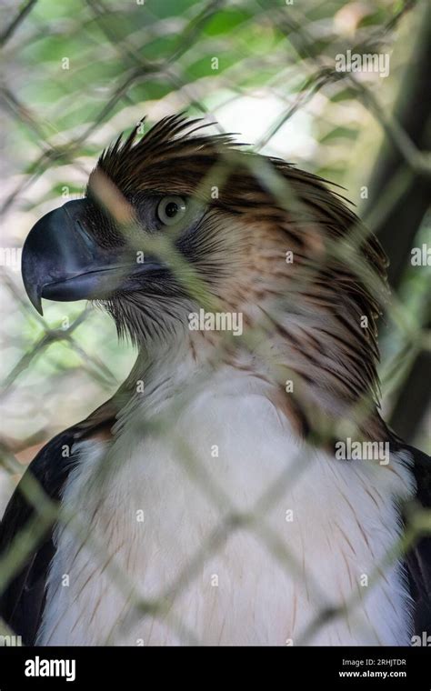 Animal, Davao, Philippines Stock Photo - Alamy