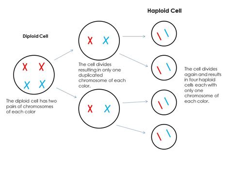 Do Animal Cells Undergo Mitosis - front - In animals, cell division ...