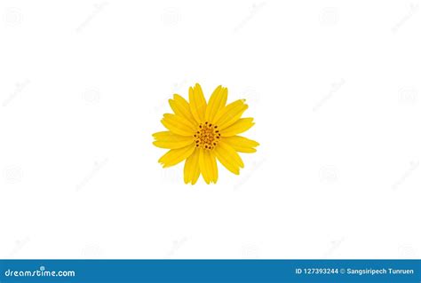 Yellow Flower on White Background Stock Photo - Image of flora, petal ...