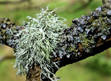 What to Use for Lichen on Crape Myrtle | Hunker | Crape myrtle, Crepe ...