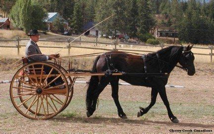 27++ Pictures of horses pulling carts ideas | horsestableideas