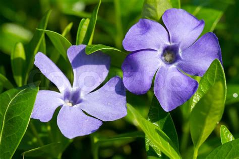 Periwinkle flowers | Stock image | Colourbox