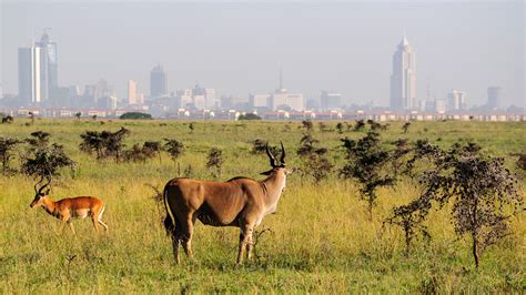 Nairobi National Park | Safari Capital of the World | Safari Sense