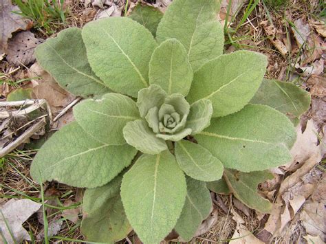 Mullein: Top 15 Health Benefits [Insane List] - urbol.com