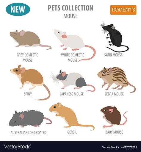 Mice breeds icon set flat style isolated on white Vector Image