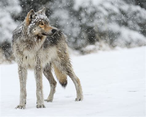 Download Snowfall Winter Animal Wolf HD Wallpaper