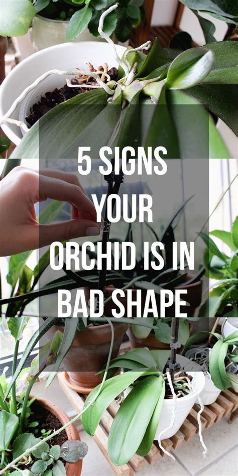 How To Care For Orchids: A Comprehensive Guide – HOMYSTYLE