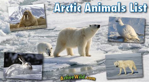 Arctic Animals List With Pictures, Facts & Information