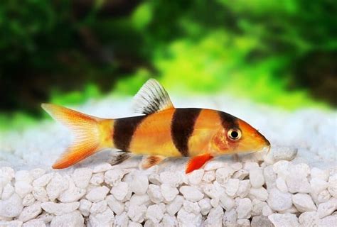 Clown Loach Fish Care Guide And Breeding