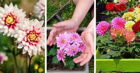 Dahlia Care - How to Plant, Grow and Help Them Thrive