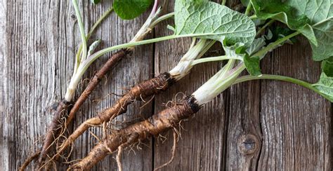 11 Amazing Burdock Root Health Benefits