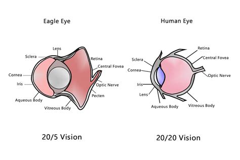 Human Vision Vs Eagle Vision