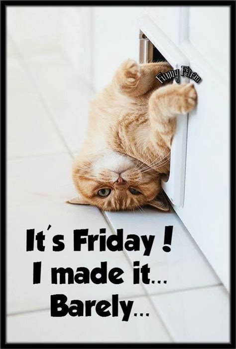 You survived the week! Happy Friday, I hope it’s a good one! | Cats ...