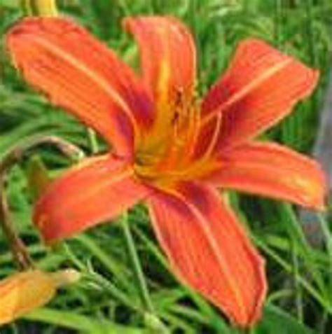 Edible Daylily Hemerocallis fulva Fresh Herbs Perennial Bulb | Etsy