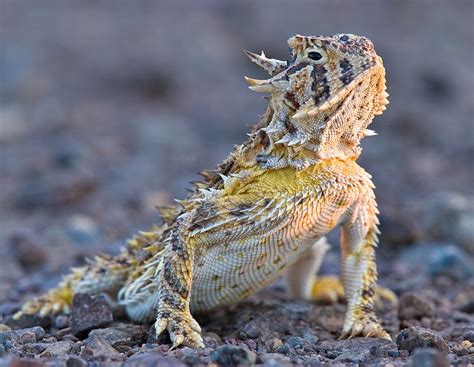 Desert horned lizard - Alchetron, The Free Social Encyclopedia