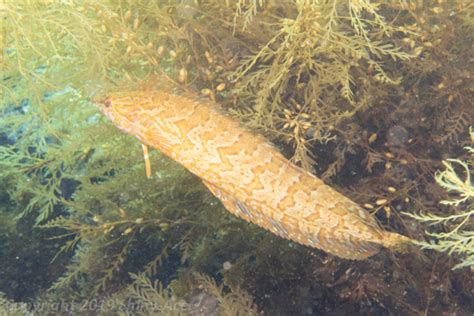 Giant kelpfish, Heterostichus rostratusFish guide for divers: Shiny Ace.