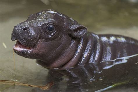 San Diego Zoo Welcomes Endangered Baby Pygmy Hippo for the First Time ...