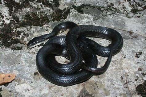 Black Rat Snake (Pantherophis obsoletus) - Psychotic Nature