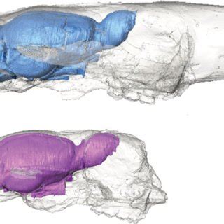 Dorsal endocast morphology and relationships for Rodentia and other ...