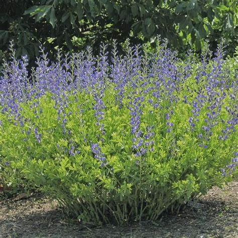 Baptisia australis 'minor'Dwarf Blue Wild Indigo | Blue flowering ...