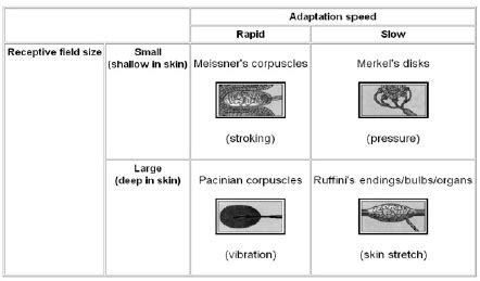 Mechanoreceptors : Mnemonic | Epomedicine