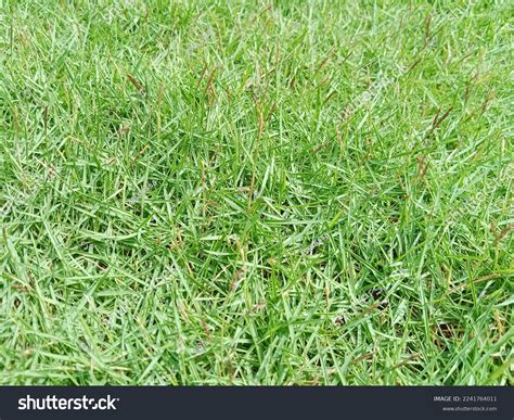 Zoysia Matrella Grass Manila Grass Green Stock Photo 2241764011 ...