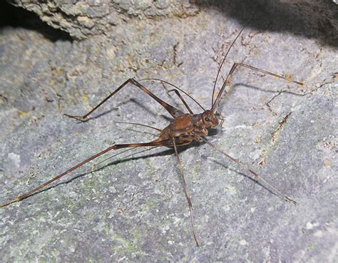 Long-legged spider cricket (Gryllidae, Phalangopsinae), La Gruta cave ...