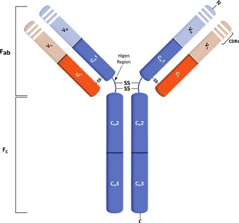 Schematic representation of an immunoglobulin G (IgG) mAb structure ...