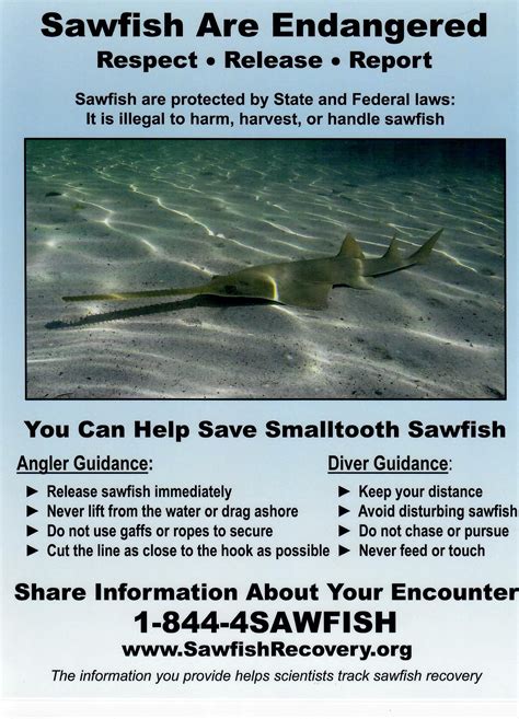 Sawfish Recovery | U.S. Sawfish Research & Conservation