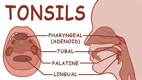 THE TONSILS - ANATOMY AND PHYSIOLOGY - YouTube