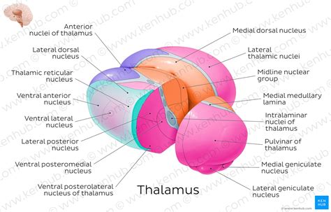 Diagram / Pictures: Thalamic nuclei (Anatomy) | Kenhub