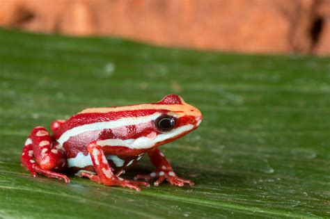 Phantasmal Poison Frog Facts and Pictures