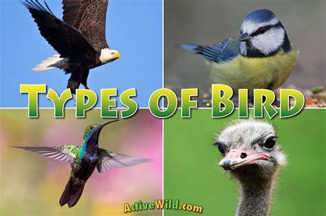 How Many Species Of Birds Live On Earth - The Earth Images Revimage.Org