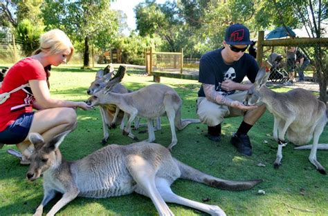 Image result for caversham wildlife park | Wildlife park, Wildlife, Park