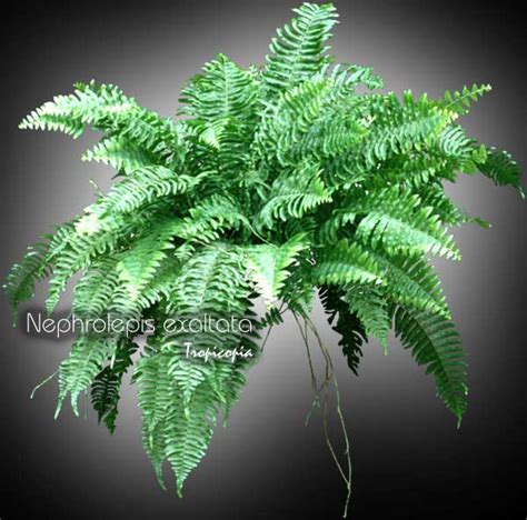 Nephrolepis exaltata - Wasatch Greenscapes