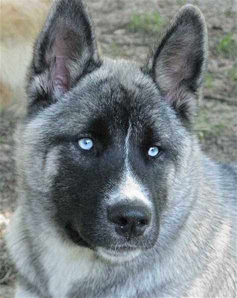 Husky Akita Gorgeous mix puppy | Akita dog, Dog pictures, Dog breeds