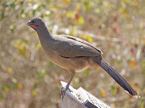 Pictures and information on Plain Chachalaca