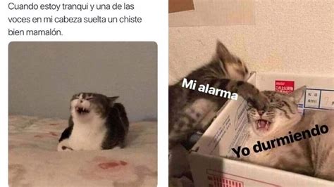 Los 5 memes de gatos más CHISTOSOS para celebrar el Día Internacional ...