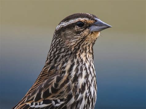 Female Red-winged Blackbirds (Identification Guide: Male… | Bird Fact