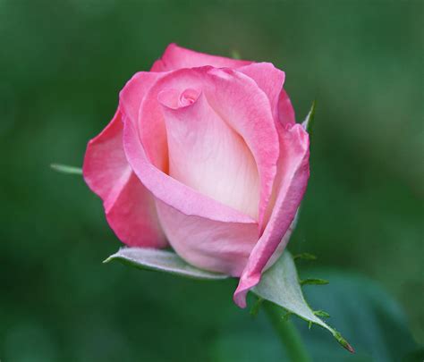 Pink Rosebud Photograph by Cindy Lyons