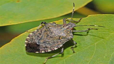 Brown marmorated stink bug damage | Halyomorpha halys | What stink bug ...