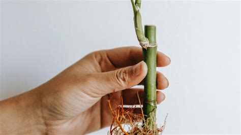 Lucky bamboo propagation guide - Plant Propagation