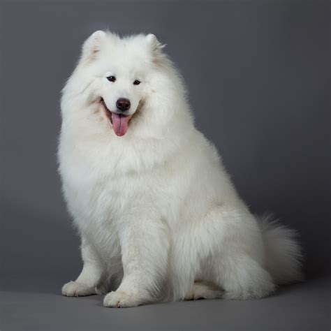 Samoyed