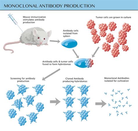 Monoclonal Antibody Production Photograph by Monica Schroeder - Pixels